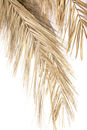 Palma naturalna w donicy
