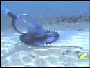 Zodiac odkurzacz hydrauliczny KonTiki 2